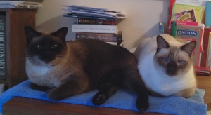 Mischief and Trouble settle down to write.